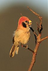 Spot-breasted Parrotbill